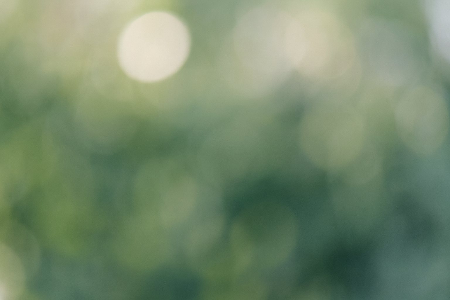 Weiche Lichtpunkte im Grünen (1)